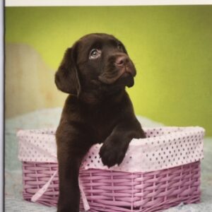 Bovenaan staat in een witte rand in kleurige letters "'T is feest". Eronder staat een foto van een bruine hond die in een lila rieten mand zit, zijn poten nonchalant over de rand hangend. De mand staat op een licht kleed. Onderaan is een versierde rand in mosgroen met figuurtjes in iets lichter groen.