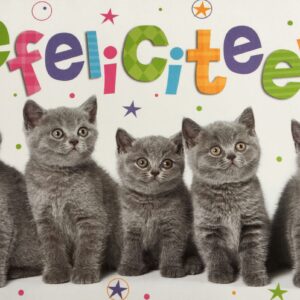 In vrolijke, geleurde letters staat er "Gefeliciteerd". Daarbij zijn 5 grijze kittens te zien. Ook is de kaart versierd met gekleurde sterretjes en stipjes.